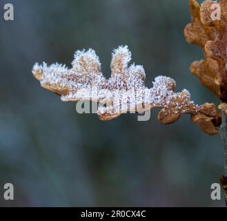 Nahaufnahme eines mit Frost bedeckten getrockneten Eichenblattes Stockfoto