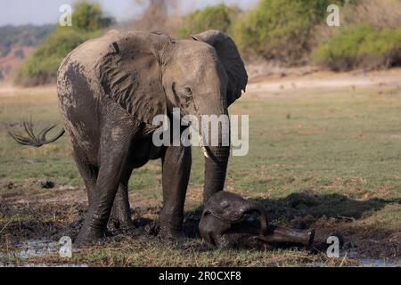 Afrikanischer Elefant (Loxodonta africana) Kalbsschlamm wallowing, Chobe National Park, Botsuana Stockfoto