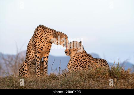 Cheetah (Acinonyx jubatus) Brüder Allogrooming. Zimanga privates Wildreservat, KwaZulu-Natal, Südafrika Stockfoto