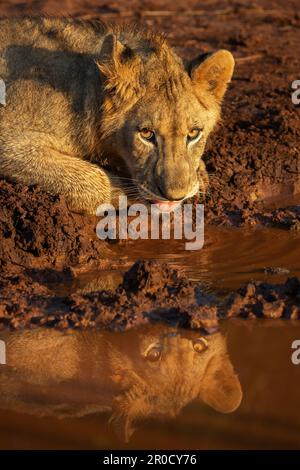 Löwe (Panthera leo) Jungtrinker, Zimanga privates Wildreservat, KwaZulu-Natal, Südafrika Stockfoto