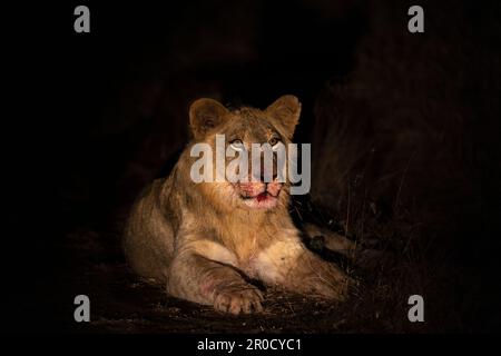 Löwe (Panthera leo) bei Nacht, Zimanga privates Wildreservat, KwaZulu-Natal., Südafrika Stockfoto