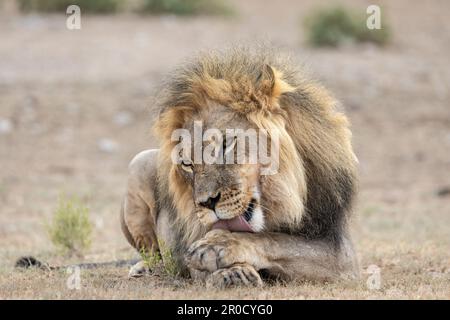 Lion (Panthera leo) Grooming, Kgalagadi transfrontier Park, Nordkap, Südafrika Stockfoto