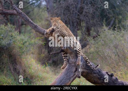 Leopard (Panthera pardus) junger Mann, Zimanga privates Wildreservat, KwaZulu-Natal, Südafrika Stockfoto