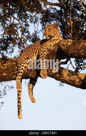 Leopard (Panthera pardus), Zimanga privates Wildreservat, KwaZulu-Natal, Südafrika Stockfoto