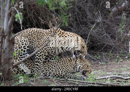 Leoparden (Panthera pardus) Paarung, Mashatu Wildreservat, Botsuana Stockfoto