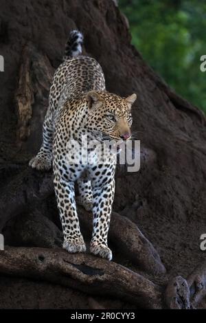 Leopard (Panthera pardus), Mashatu Wildreservat, Botsuana Stockfoto