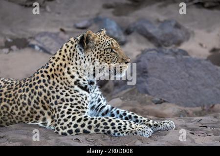 Leopard (Panthera pardus), Mashatu Wildreservat, Botsuana Stockfoto