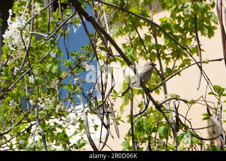 Kleine weibliche Hausspatze in einem Baum, der sich an einem Zweig zwischen Laub festhält Stockfoto