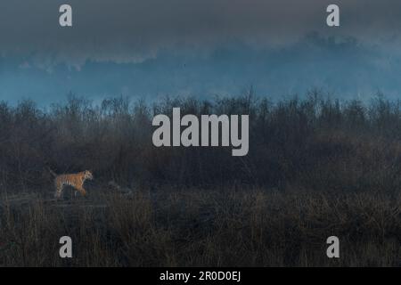 Dieses Bild eines Tigers, der durch den Wald wandert, wird im Corbett-Nationalpark in Indien aufgenommen Stockfoto