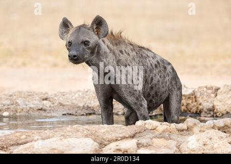 Gefleckte Hyäne, (Crocuta crocuta) kühlt sich ab, Kgalagadi transfrontier Park, Nordkap, Südafrika Stockfoto