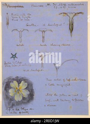 Acht Studien einer Primrose/Botanischen Notizen und Diagramme. John Ruskin Stockfoto