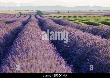 Sonnenaufgang über blühenden Lavendelfeldern, Valensole, Provence, Frankreich Stockfoto