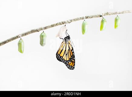 Vom Aussterben bedrohte Spezies Monarch Butterfly ist gerade aus seinem Kokon geboren. Neugeborener Schmetterling. Neues Leben. Stockfoto