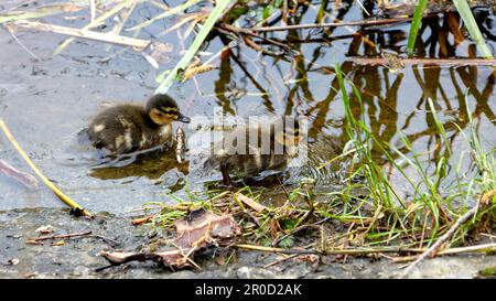 Bild von zwei wilden kleinen Entenküken auf dem Fluss in der Nähe des Ufers Stockfoto