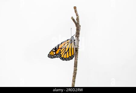 Isoliert auf weißem Hintergrund Monarch Butterfly. Gefährdete Arten Stockfoto