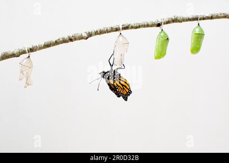 Vom Aussterben bedrohte Spezies Monarch Butterfly ist gerade aus seinem Kokon geboren. Neugeborener Schmetterling. Neues Leben. Stockfoto