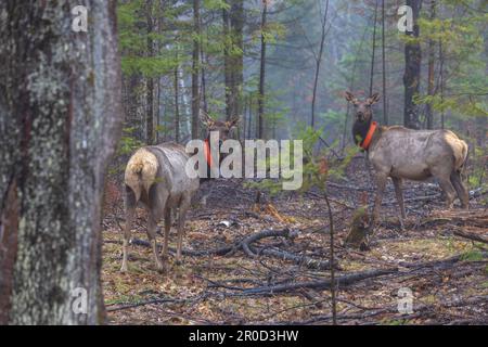 Zwei eingeschlossene Kühe im Chequamegon National Forest in Clam Lake, Wisconsin. Stockfoto