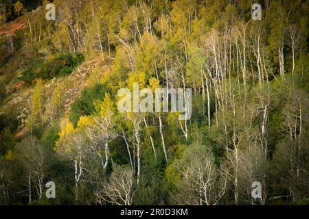 Aspen-Bäume verändern ihre Farbe am Colorado Mountain Stockfoto