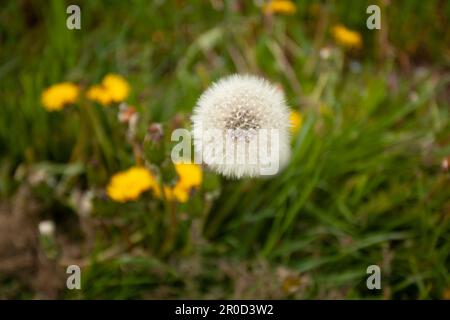 Eine trockene weiße Löwenzahnblume mit dem Fokus auf den weißen Teilen. Der Hintergrund ist unscharf. Stockfoto