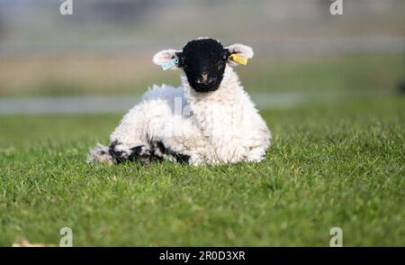 Junge swaledale-Lämmer an einem angenehmen Frühlingsabend auf dem Feld. North Yorkshire, Großbritannien. Stockfoto