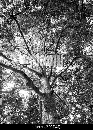 Blick in das üppige grüne Vordach eines großen Sycamore-Baumes in Südengland. Stockfoto