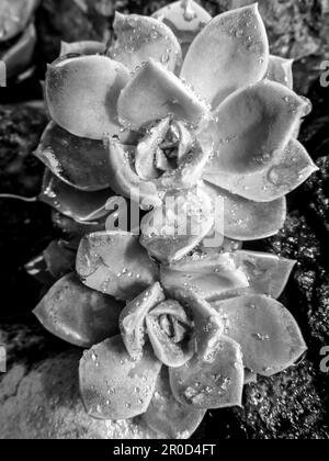 Zwei Echevaria-Elefanten in Schwarz und Weiß, die nach einem Regenschauer mit Wassertropfen bedeckt waren Stockfoto