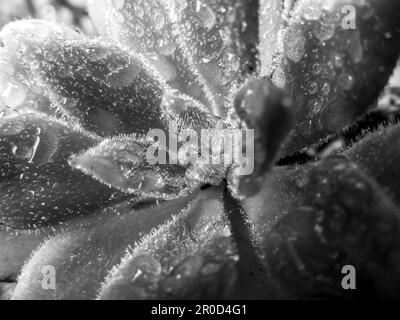 Nahaufnahme einer Echeveria Pilosa, bedeckt mit Wassertropfen in Schwarz und Weiß Stockfoto