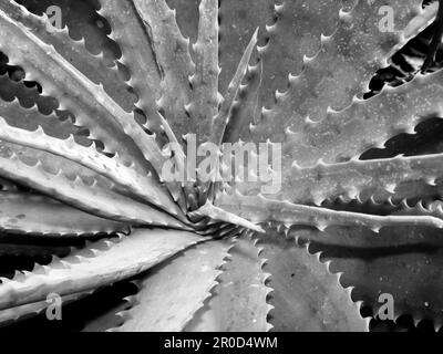 Blick direkt über der Rosette der Aloe-Blätter in Schwarz und Weiß Stockfoto