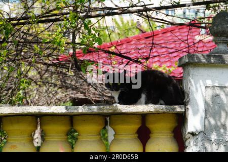 Schwarze Hauskatze mit gelben Augen, die auf einem Zaun sitzt, mit Hausdach im Hintergrund Stockfoto
