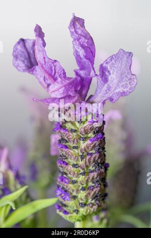 Nahaufnahme von violetten spanischen Lavendelblüten Stockfoto
