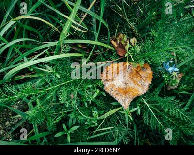 Ein gefallenes Blatt, das in einem Grasfeld liegt und sich von gelbgrünem Unkraut abhebt Stockfoto