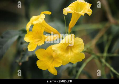 Tecoma stans, leuchtend gelbe Blumen, leicht anzubauen, beliebt auf der Straße, vermehrt durch Samen und Stecklinge. Stockfoto