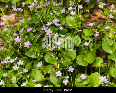 Rosafarbene Frühlings- bis Sommerblumen und saftiges Laub von rosa Purslane, Claytonia sibirica, eine jährlich bis kurzlebig andauernde harte Jahreszeit Stockfoto