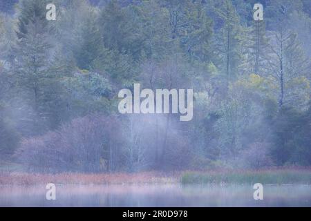 Der Nebel im Morgengrauen erhebt sich von Lake Lagunitas in den bewaldeten Hügeln von Fairfax, Kalifornien Stockfoto