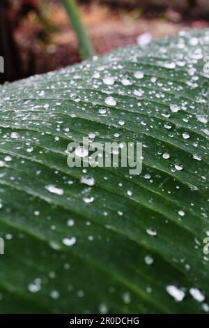 Wassertropfen auf einem grünen Bananenblatt auf einer Seite in der Regenzeit Stockfoto