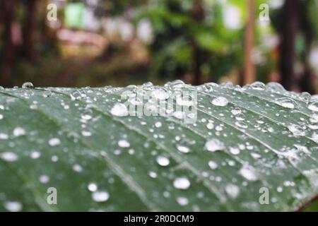 Viele runde Wassertropfen auf einem grünen Bananenblatt mit einem verschwommenen Gartenhintergrund Stockfoto