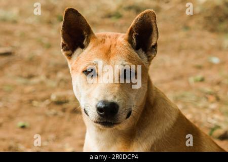 Ein brauner thailändischer Hund sieht etwas Interessantes mit einem reinen Gesicht. Stockfoto