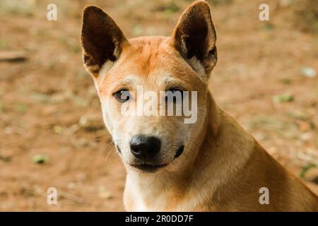 Ein brauner thailändischer Hund sieht etwas Interessantes mit einem reinen Gesicht. Stockfoto