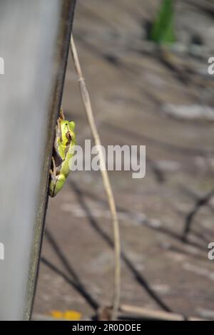 Frosche im Durankulak-See sind in Bulgarien erhalten Stockfoto