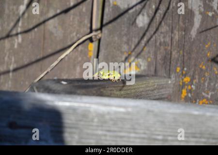 Frosche im Durankulak-See sind in Bulgarien erhalten Stockfoto