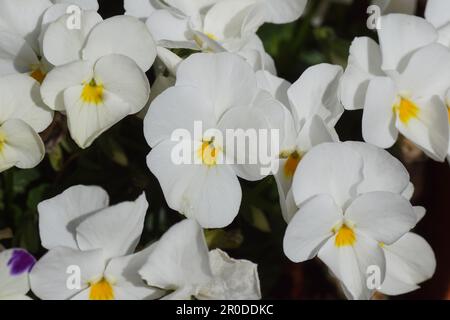 Nahaufnahme Weiß mit gelben Blumen von Gartenschwänzchen. Veilchen (Viola cornuta) im Frühling. Violetfamilie Violaceae. Stockfoto