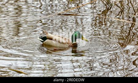 Bild eines wilden drachenvogel, der auf dem Wasser schwimmt Stockfoto