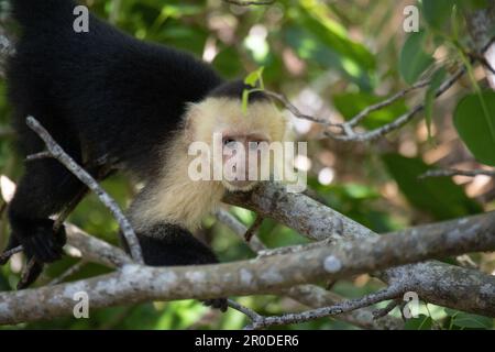 Capuchin Monkey im Manuel Antonio Nationalpark, Costa Rica Stockfoto
