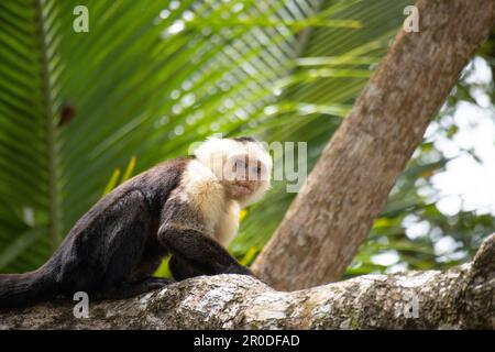 Kapuzineraffen Mit Weißem Gesicht Stockfoto