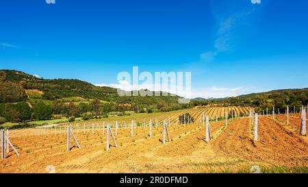 Neu angepflanzter Weinberg Cannonau mit neuen Triebe und jungen Blättern im Frühjahr. Die junge Blüte der Rebe. Traditionelle Landwirtschaft. Sardinien, Stockfoto