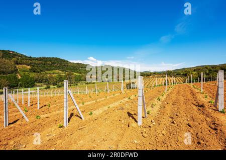 Neu angepflanzter Weinberg Cannonau mit neuen Triebe und jungen Blättern im Frühjahr. Die junge Blüte der Rebe. Traditionelle Landwirtschaft. Sardinien, Stockfoto