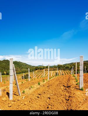 Neu angepflanzter Weinberg Cannonau mit neuen Triebe und jungen Blättern im Frühjahr. Die junge Blüte der Rebe. Traditionelle Landwirtschaft. Sardinien, Stockfoto