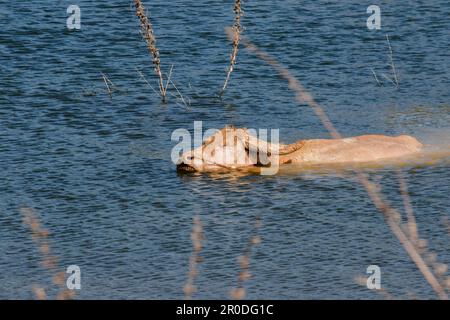 Ein großer Albino-Büffel im Wasser schwimmt auf die andere Seite. Stockfoto