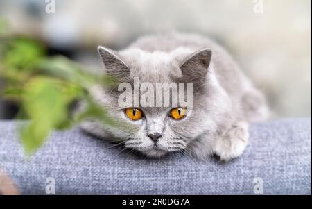 Süße britische Kurzhaarkatze auf grauem Hintergrund Stockfoto