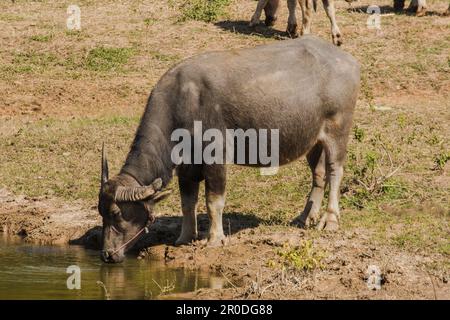 Ein großer schwarzer thailändischer Büffel steht und trinkt Wasser in einem heißen Sumpf, um seinen Durst zu heilen. Stockfoto